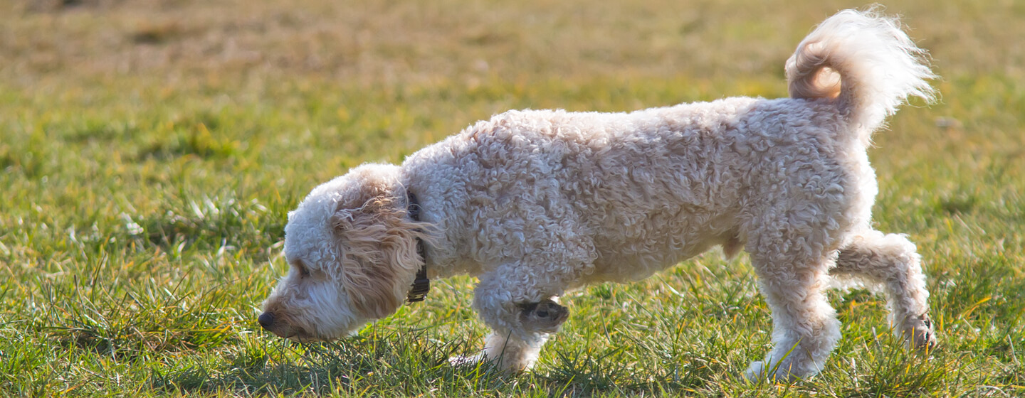 S my dog from shops eating grass